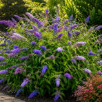 Budleja Dávidova (Buddleja Davidii) ´EMPIRE BLUE´ - výška 25-35 cm, kont. C1L